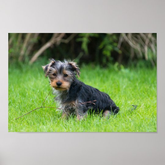 かわいいベビーヨークシャーテリアの子犬 ポスター Zazzle Co Jp