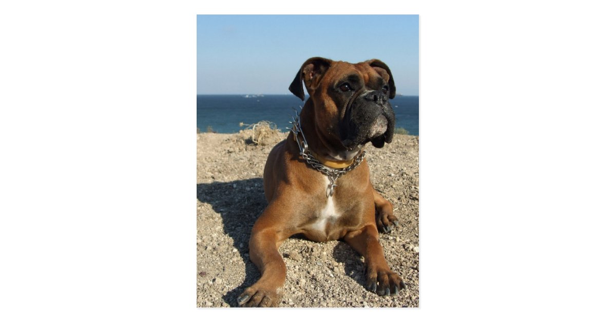 かわいいボクサー犬の郵便はがき ポストカード Zazzle Co Jp かわいいボクサー犬の郵便はがき ポストカード Zazzle Co Jp