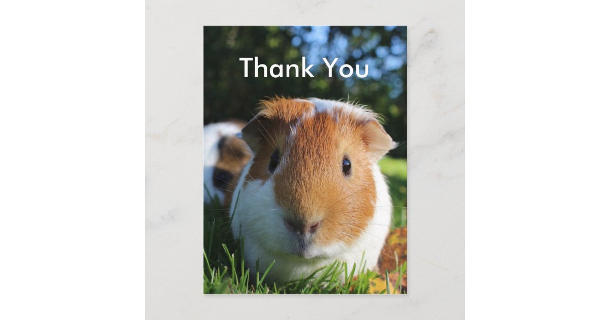 かわいいモルモットありがとう ポストカード Zazzle Co Jp かわいいモルモットありがとう ポストカード Zazzle Co Jp