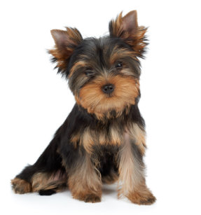 ヨークシャテリア 犬アート Zazzle Co Jp ヨークシャテリア 犬アート Zazzle Co Jp
