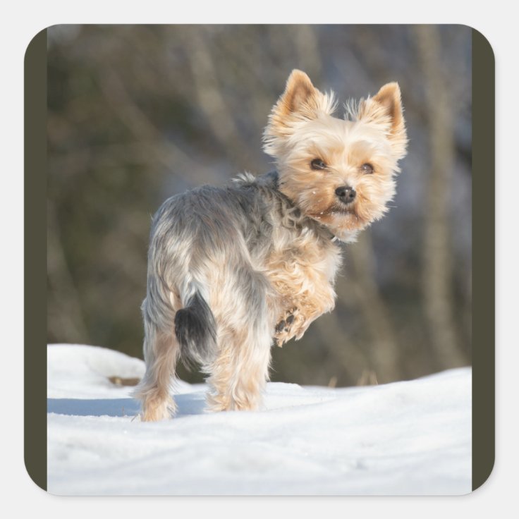 かわいいヨークシャーテリア名はクロエスクエアステッカー スクエアシール Zazzle Co Jp