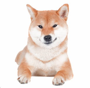 かわいい 柴犬トートバッグ Zazzle Co Jp かわいい 柴犬トートバッグ Zazzle Co Jp