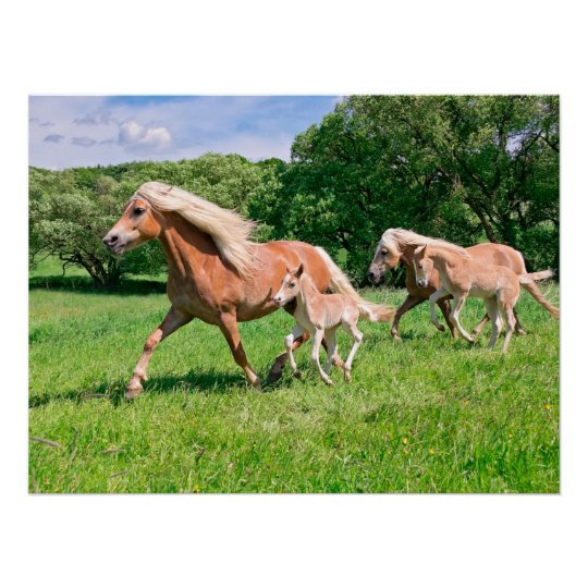 かわいい子馬を持つhaflingerの馬はおもしろいな動物を走ります ポスター Zazzle Co Jp