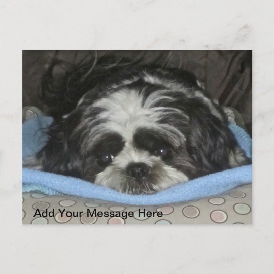 かわいい悲しい目のシーズー 犬 ズ子犬用はがき ポストカード Zazzle Co Jp