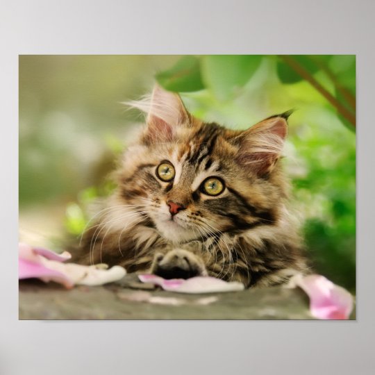 かわいい虎猫のメインあらいぐま猫の子猫がふわふわ頭の写真 ポスター Zazzle Co Jp