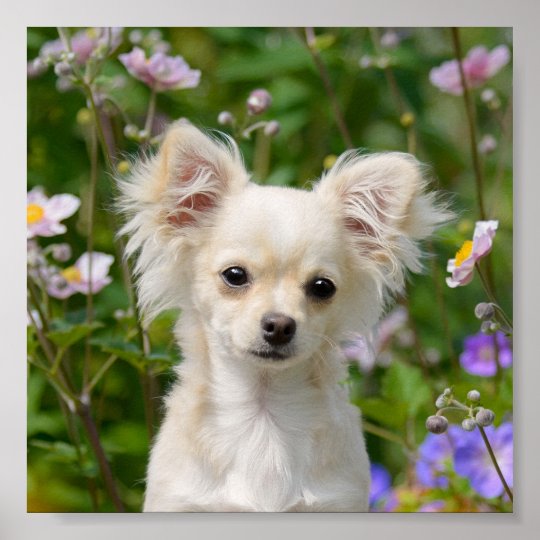かわいい長い髪のクリーム色のチワワ犬の子犬の写真 ポスター Zazzle Co Jp