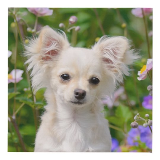 かわいい長髪のクリーム色のチワワ犬の子犬ペット写真 フェイクキャンバスプリント Zazzle Co Jp