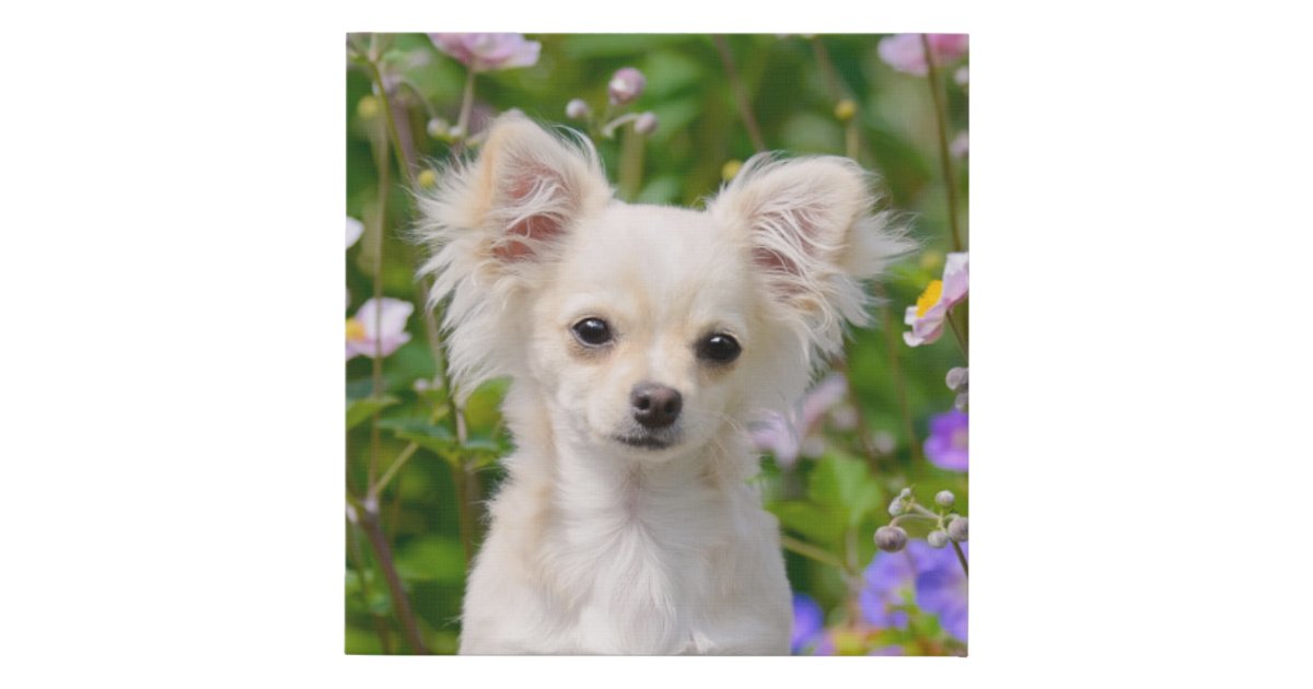 かわいい長髪のクリーム色のチワワ犬の子犬ペット写真 フェイクキャンバスプリント Zazzle Co Jp