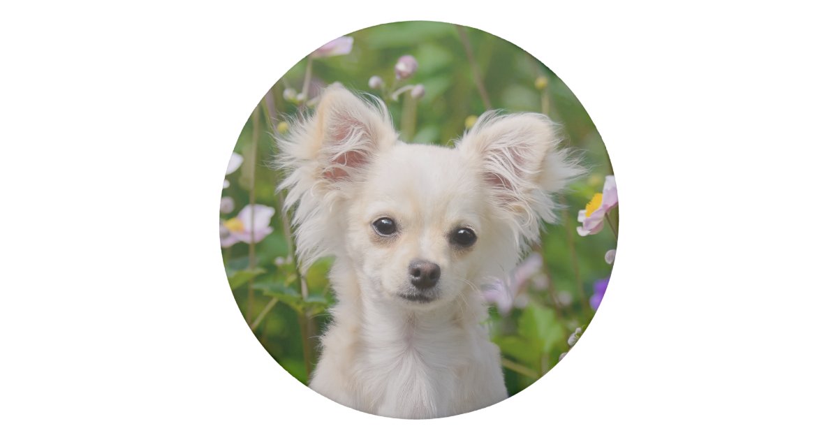 かわいい長髪のクリーム色のチワワ犬の子犬ペット写真 消しゴム Zazzle Co Jp