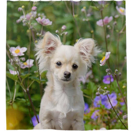 かわいい長髪のチワワ犬の子犬ペット写真 たらい シャワーカーテン Zazzle Co Jp
