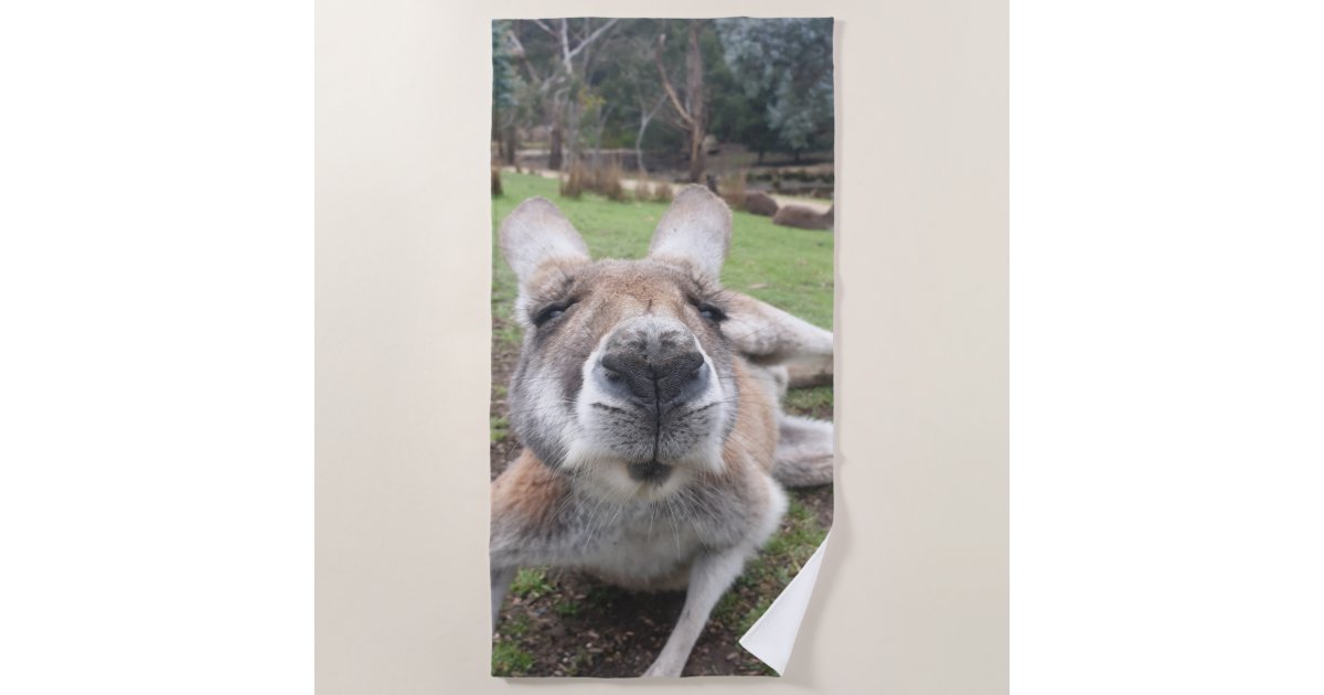 かわいい顔おもしろいカンガルーかわいい動物 ビーチタオル Zazzle Co Jp かわいい顔おもしろいカンガルーかわいい動物 ビーチタオル Zazzle Co Jp