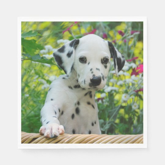 かわいい黒はdalmatianベビー犬の子犬の写真を斑点を付けました スタンダードランチョンナプキン Zazzle Co Jp