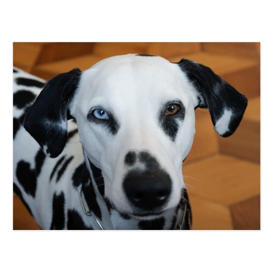 かわいい1匹の青い目のダルマチア人犬 ポストカード Zazzle Co Jp