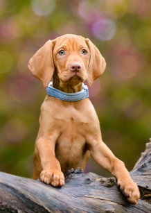 Image result for ç¬ vizsla æ²ãã