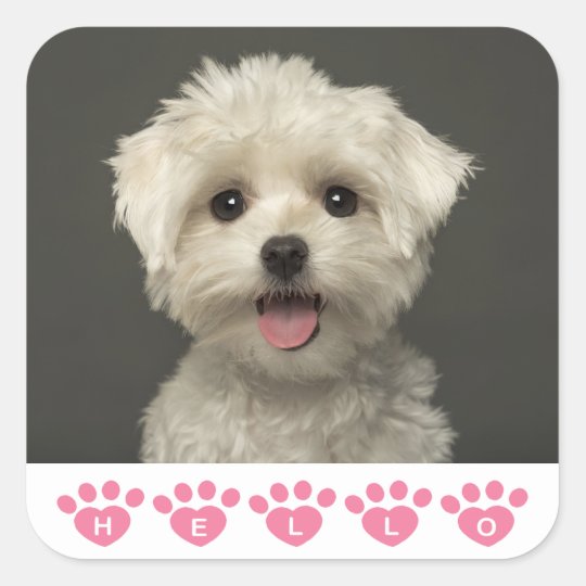 こんにちはマルチーズ子犬のステッカー アザラシ スクエアシール Zazzle Co Jp