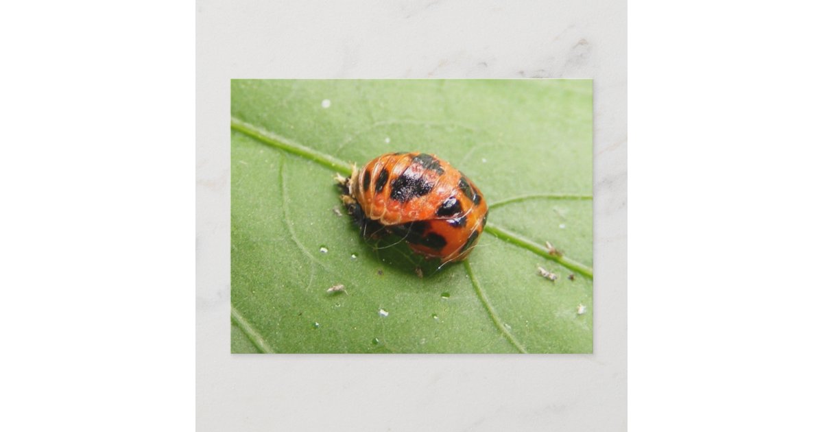 てんとう虫の蛹の の郵便はがき ポストカード Zazzle Co Jp