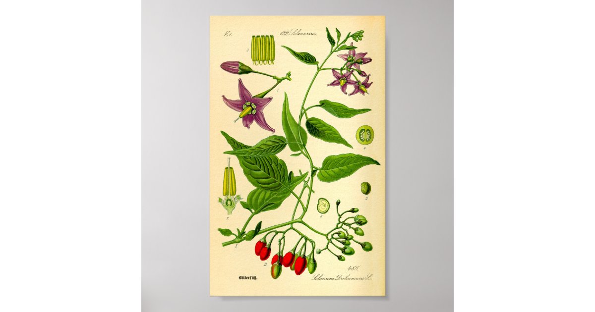 ほろ苦いnightshade ナス科の植物のdulcamara ポスター Zazzle Co Jp