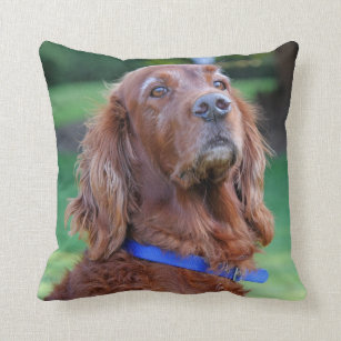 アイリッシュセッター 犬クッション ピロー Zazzle Co Jp