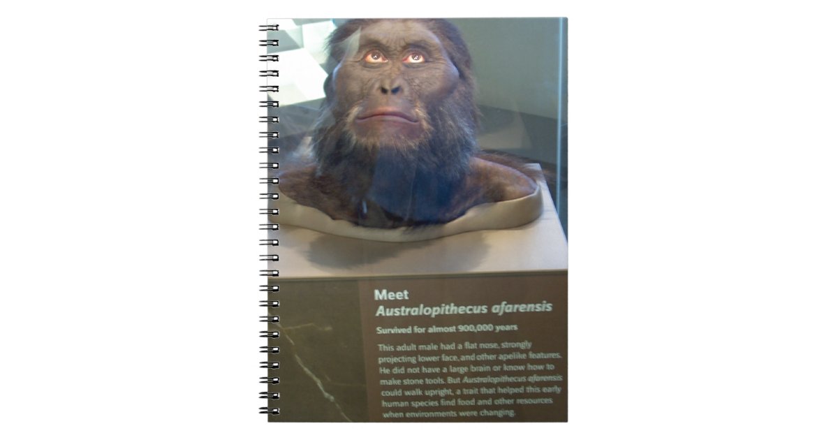アウストラロピテクスのafarensis 博物館の展示物 ノートブック Zazzle Co Jp アウストラロピテクスのafarensis 博物館の展示物 ノートブック Zazzle Co Jp
