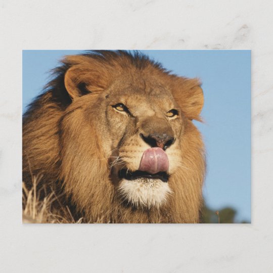 アフリカのライオン パンテラ レオ アフリカのサバンナ ポストカード Zazzle Co Jp