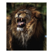 ライオンの鉛筆画のライオンが黒と白を響かせる フォトプリント Zazzle Co Jp