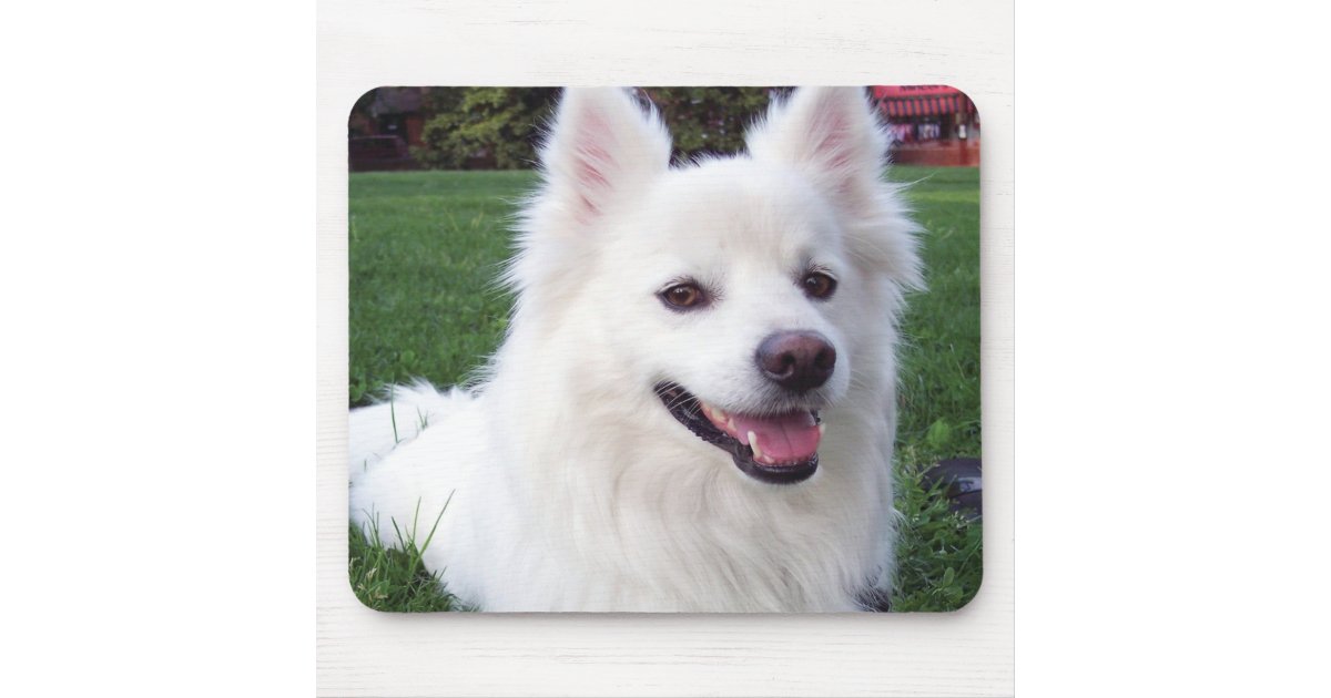 アメリカのエスキモー犬 マウスパッド Zazzle Co Jp アメリカのエスキモー犬 マウスパッド Zazzle Co Jp