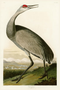 ジョン ジェームズ オーデュボンポスター プリント Zazzle Co Jp