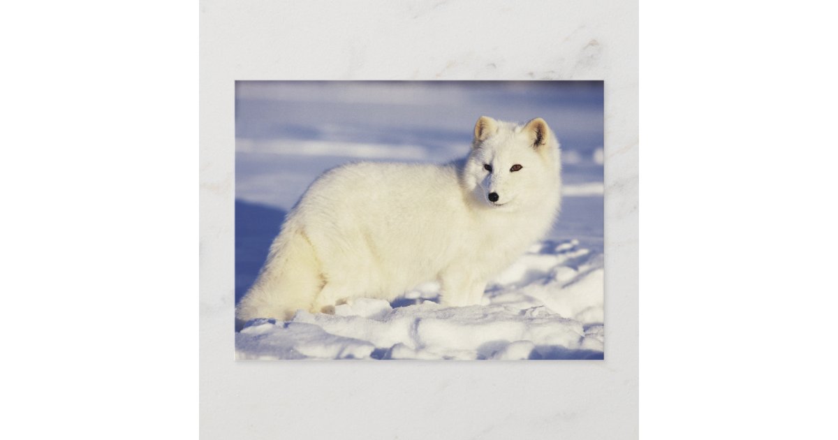 アメリカ アラスカ 寒衣の北極狐 貸方 ポストカード Zazzle Co Jp