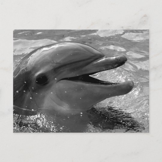 イルカの頭が水の口を開く白黒 ポストカード Zazzle Co Jp