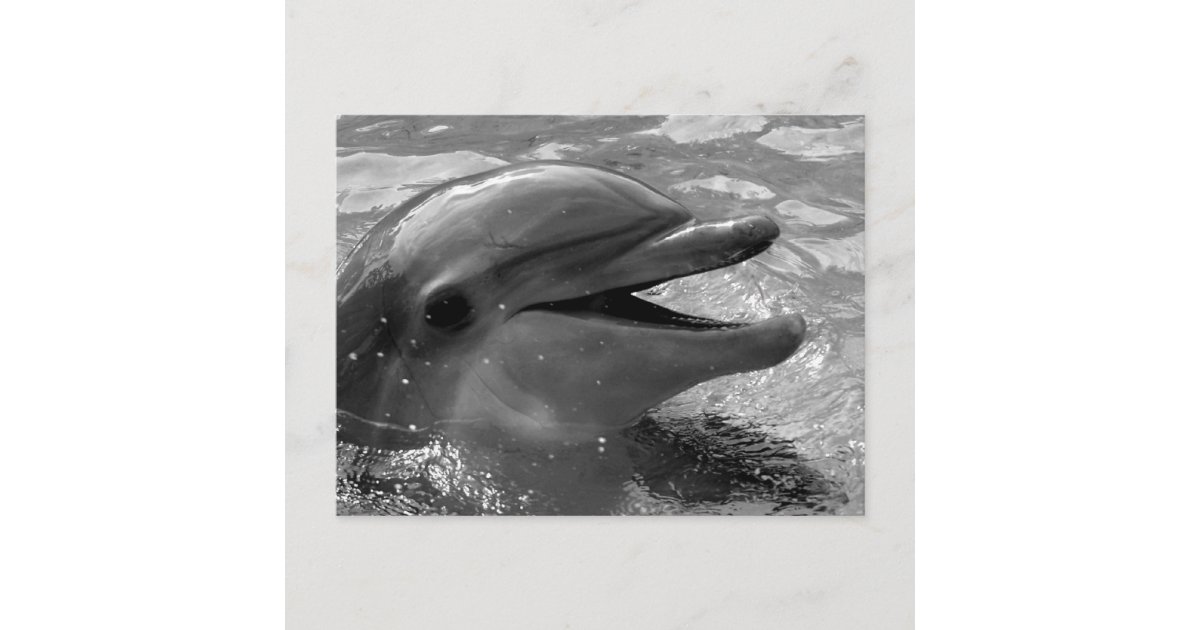 イルカの頭が水の口を開く白黒 ポストカード Zazzle Co Jp