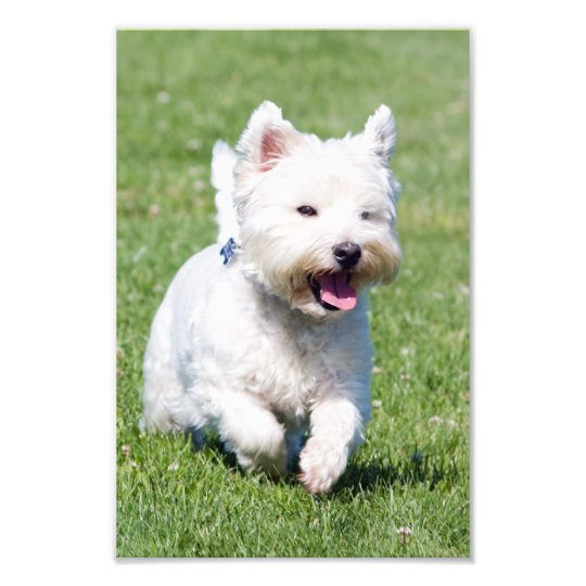 ウエスト ハイランド ホワイト テリア Westie犬のかわいい写真 フォトプリント Zazzle Co Jp