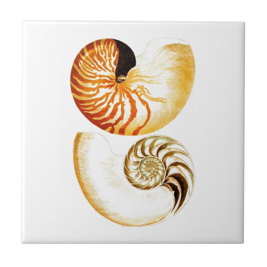オウムガイの貝の貝殻no 8のビーチの装飾の芸術 タイル Zazzle Co Jp