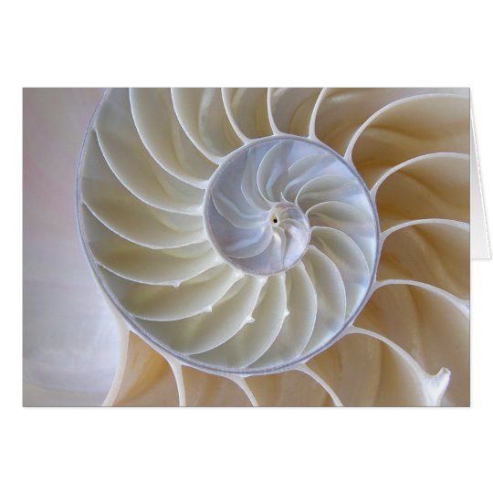オウムガイの貝の金螺線形の写真 Zazzle Co Jp