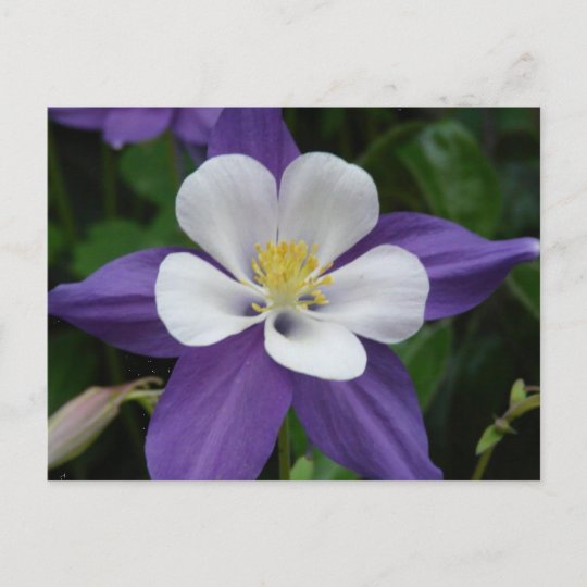 オダマキ 植物 紫と白の花はがき ポストカード Zazzle Co Jp