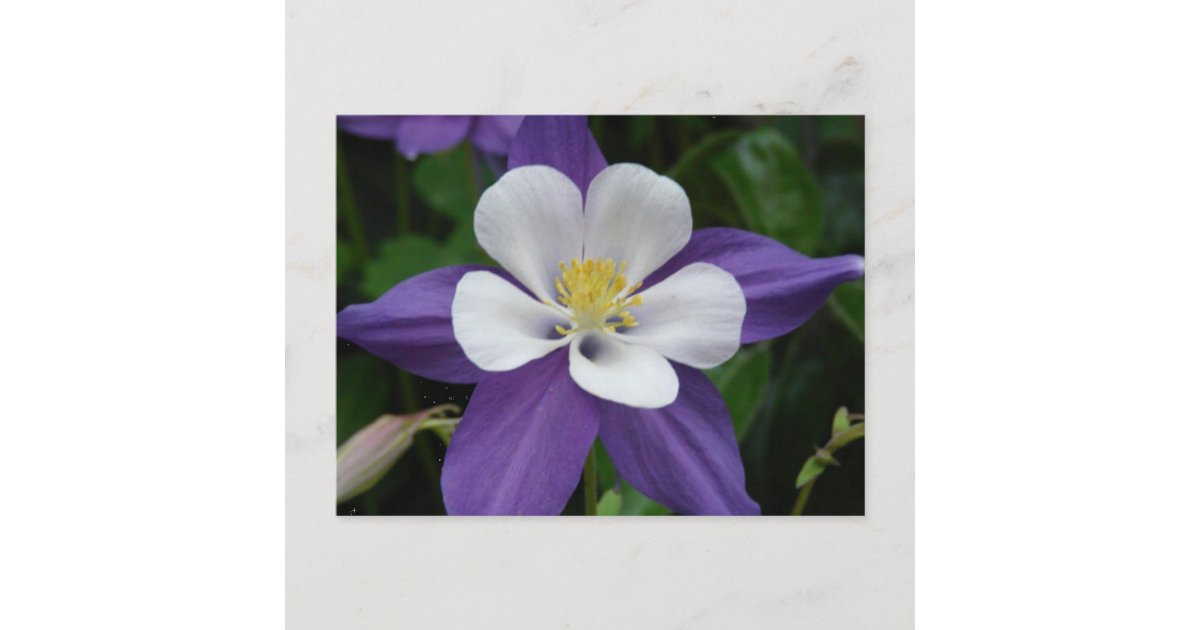 オダマキ 植物 紫と白の花はがき ポストカード Zazzle Co Jp