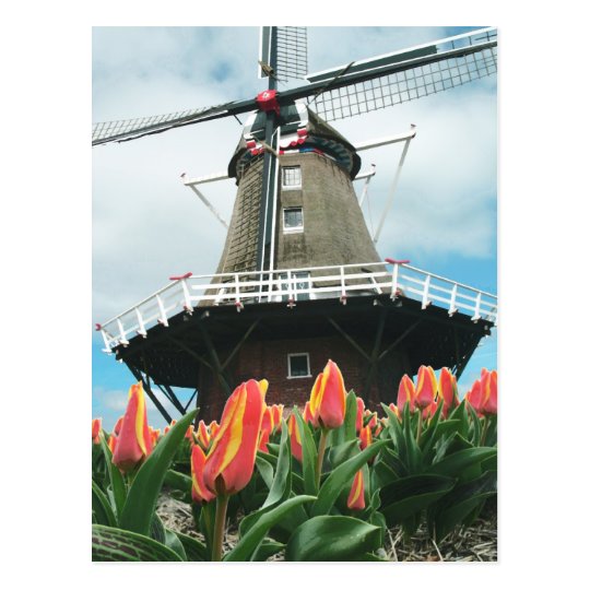 オランダのチューリップの時間によっては風車が開花します ポストカード Zazzle Co Jp