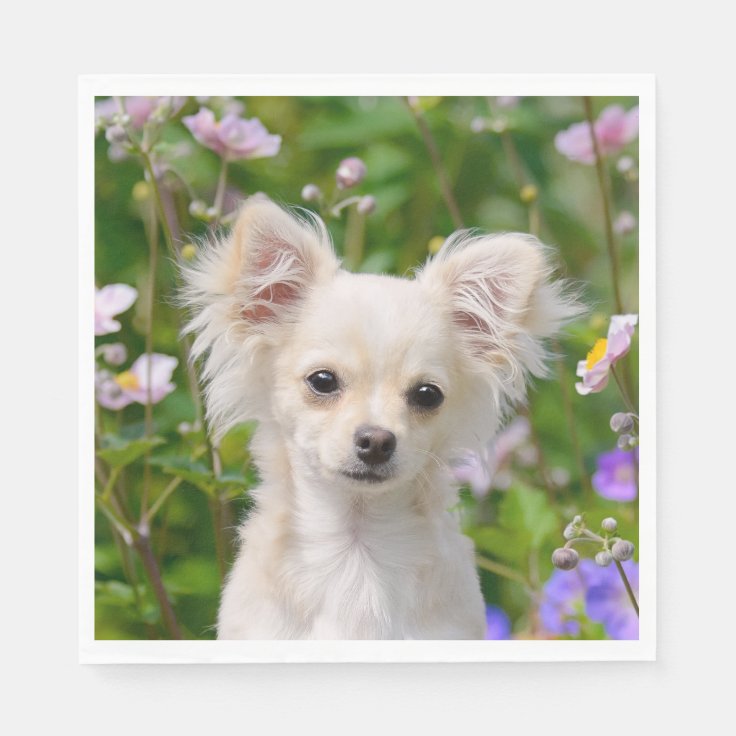 オンかわいい長髪のクリーム色のチワワ犬の子犬の写真 スタンダードランチョンナプキン Zazzle Co Jp