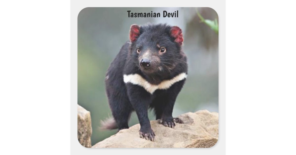 オーストラリアのタスマニアデビル スクエアシール Zazzle Co Jp