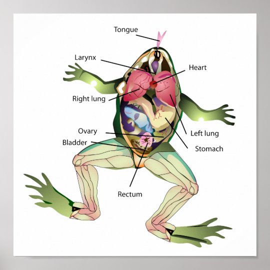 カエルの解剖学のイラストレーション ポスター Zazzle Co Jp