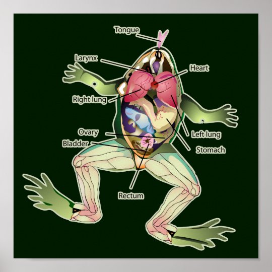 カエルの解剖学の暗闇のグラフィック ポスター Zazzle Co Jp