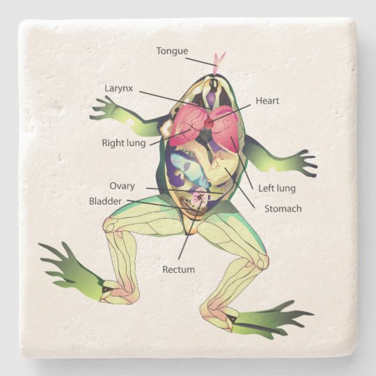 カエルの解剖学の緑 ストーンコースター Zazzle Co Jp