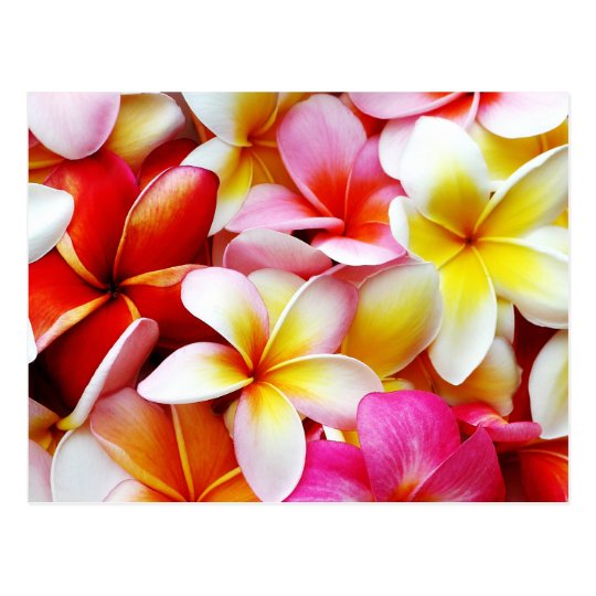 カスタマイズプルメリアのfrangipaniのハワイの花 ポストカード Zazzle Co Jp