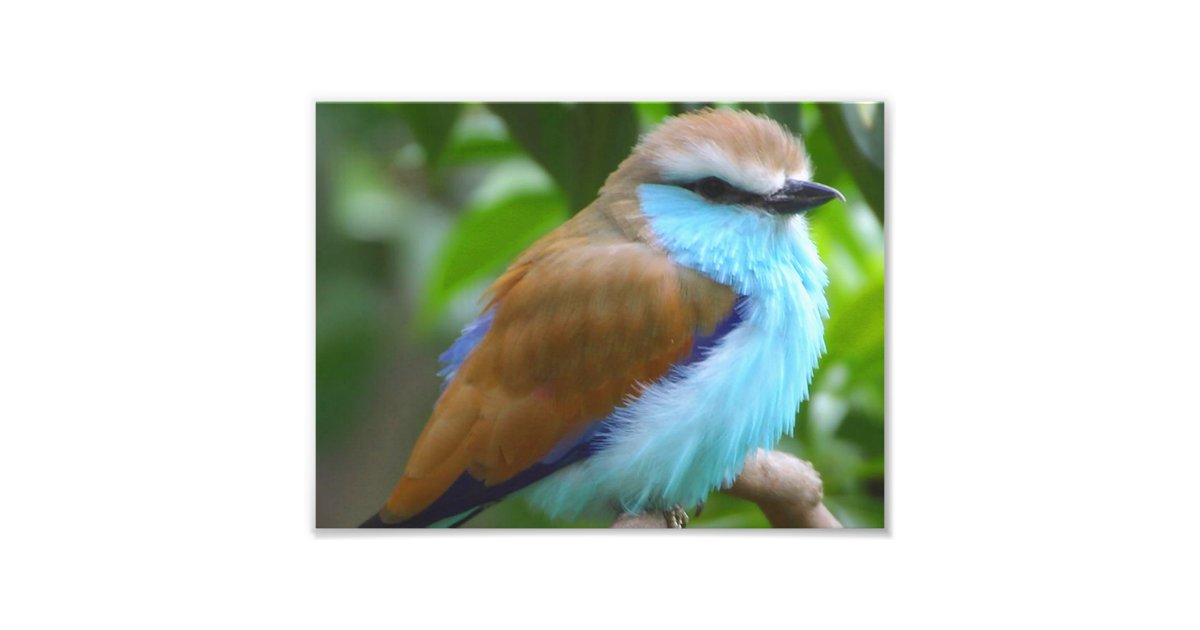 カラフルな鳥 フォトプリント Zazzle Co Jp カラフルな鳥 フォトプリント Zazzle Co Jp