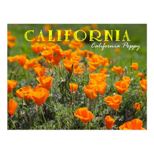 カリフォルニア州花 ハナビシソウ ポストカード Zazzle Co Jp