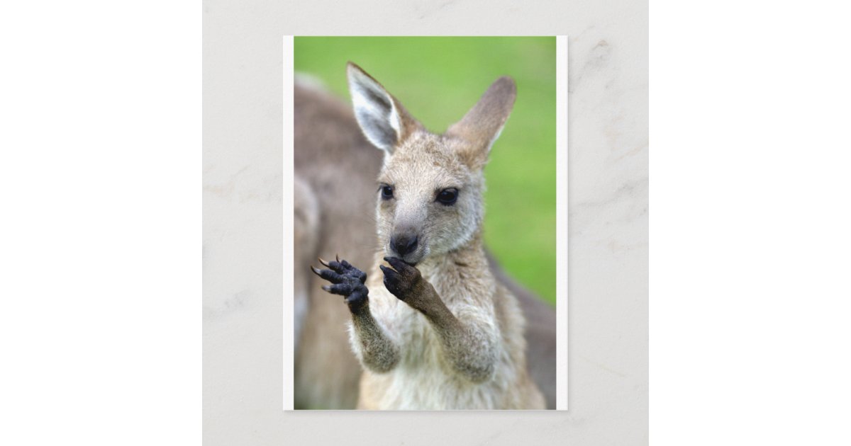 カワイイカンガルー ポストカード Zazzle Co Jp