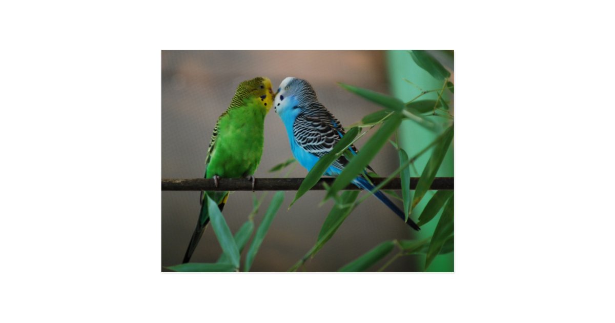 キスをするなインコ ポストカード Zazzle Co Jp キスをするなインコ ポストカード Zazzle Co Jp