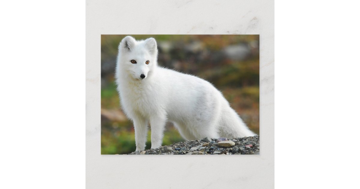 キュート北極キツネ ポストカード Zazzle Co Jp