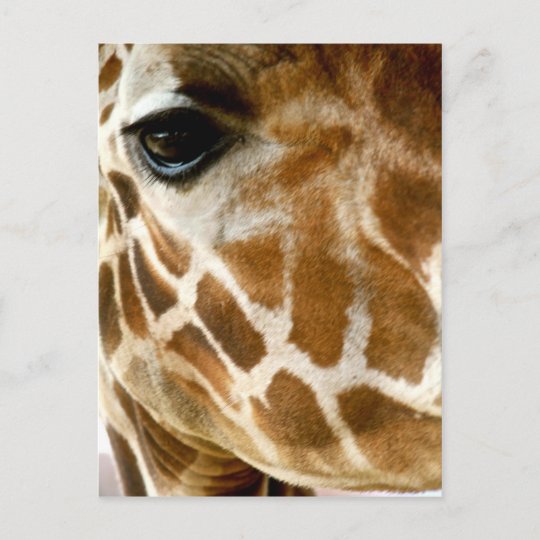 キリンの顔のクローズアップ の野生動物の自然の写真 ポストカード Zazzle Co Jp