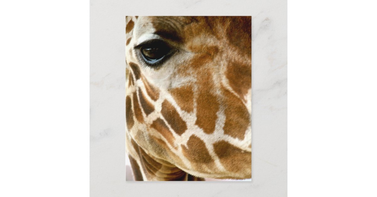 キリンの顔のクローズアップ の野生動物の自然の写真 ポストカード Zazzle Co Jp