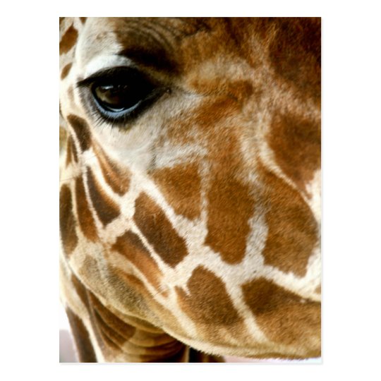 キリンの顔のクローズアップ の野生動物の自然の写真 ポストカード Zazzle Co Jp
